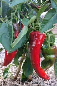 Giant Pepper Seeds for Planting - 100 pcs